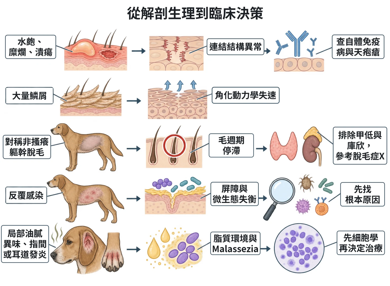 從解剖生理到臨床決策教學插圖