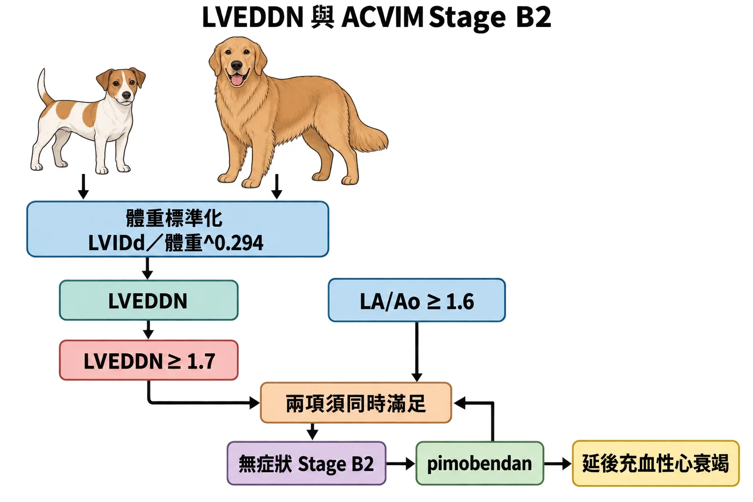LVEDDN 與 ACVIM Stage B2教學插圖