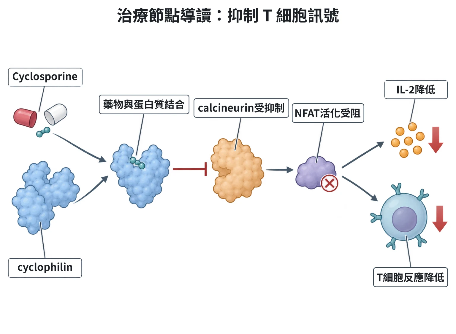 治療節點導讀:抑制 T 細胞訊號教學插圖