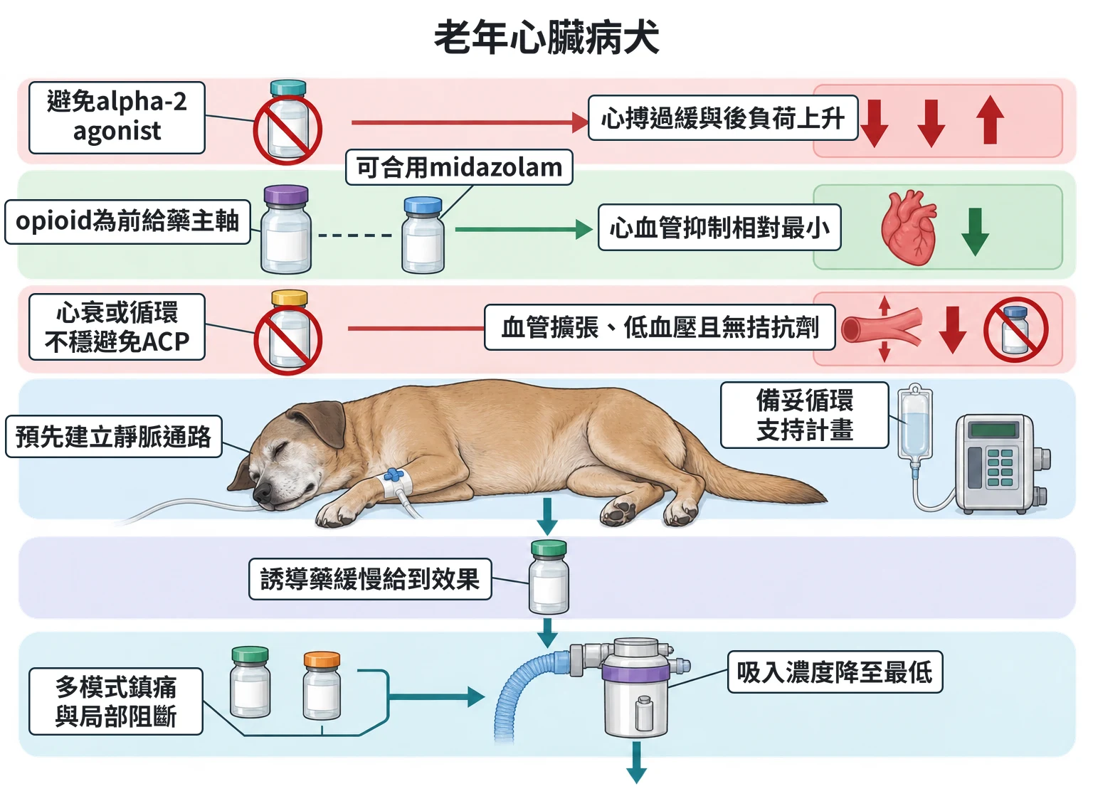 老年心臟病犬教學插圖