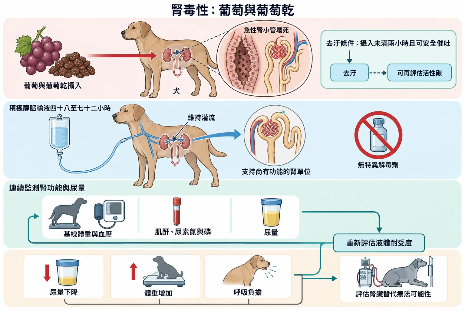 腎毒性:葡萄與葡萄乾教學插圖