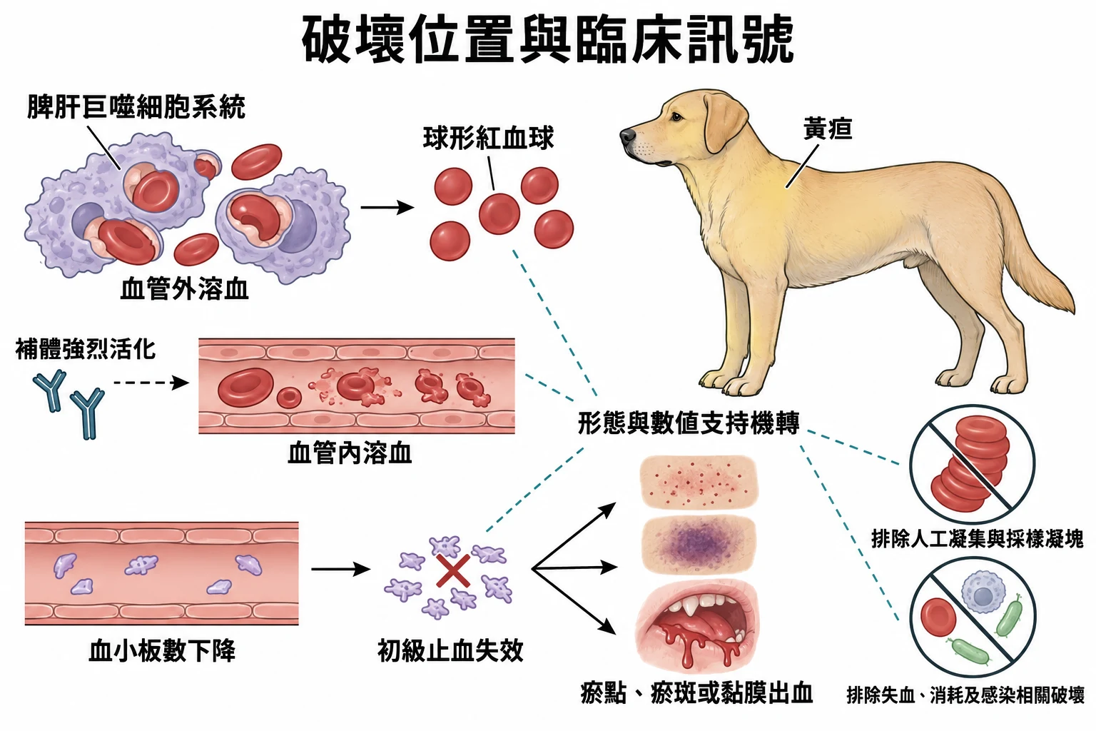 破壞位置與臨床訊號教學插圖