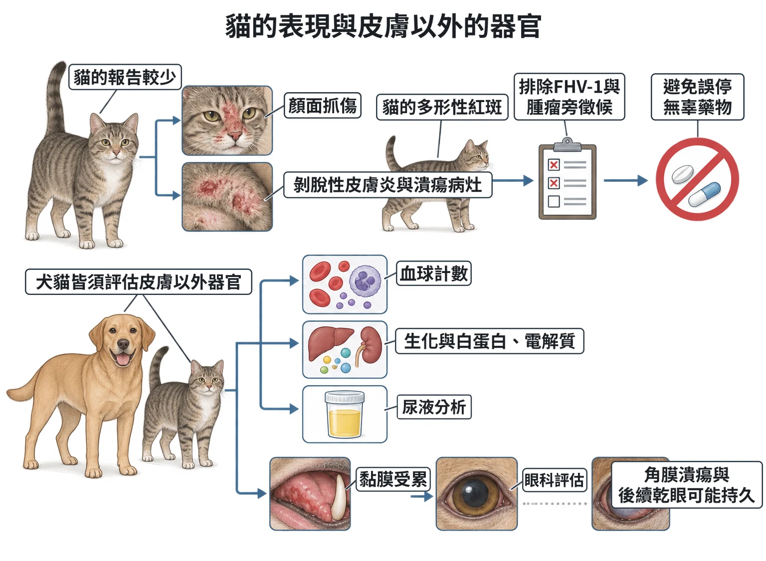 貓的表現與皮膚以外的器官教學插圖