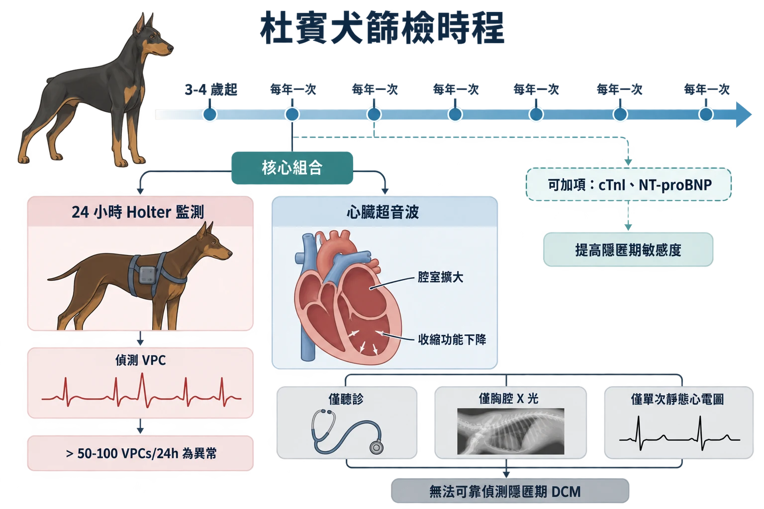 杜賓犬篩檢時程教學插圖