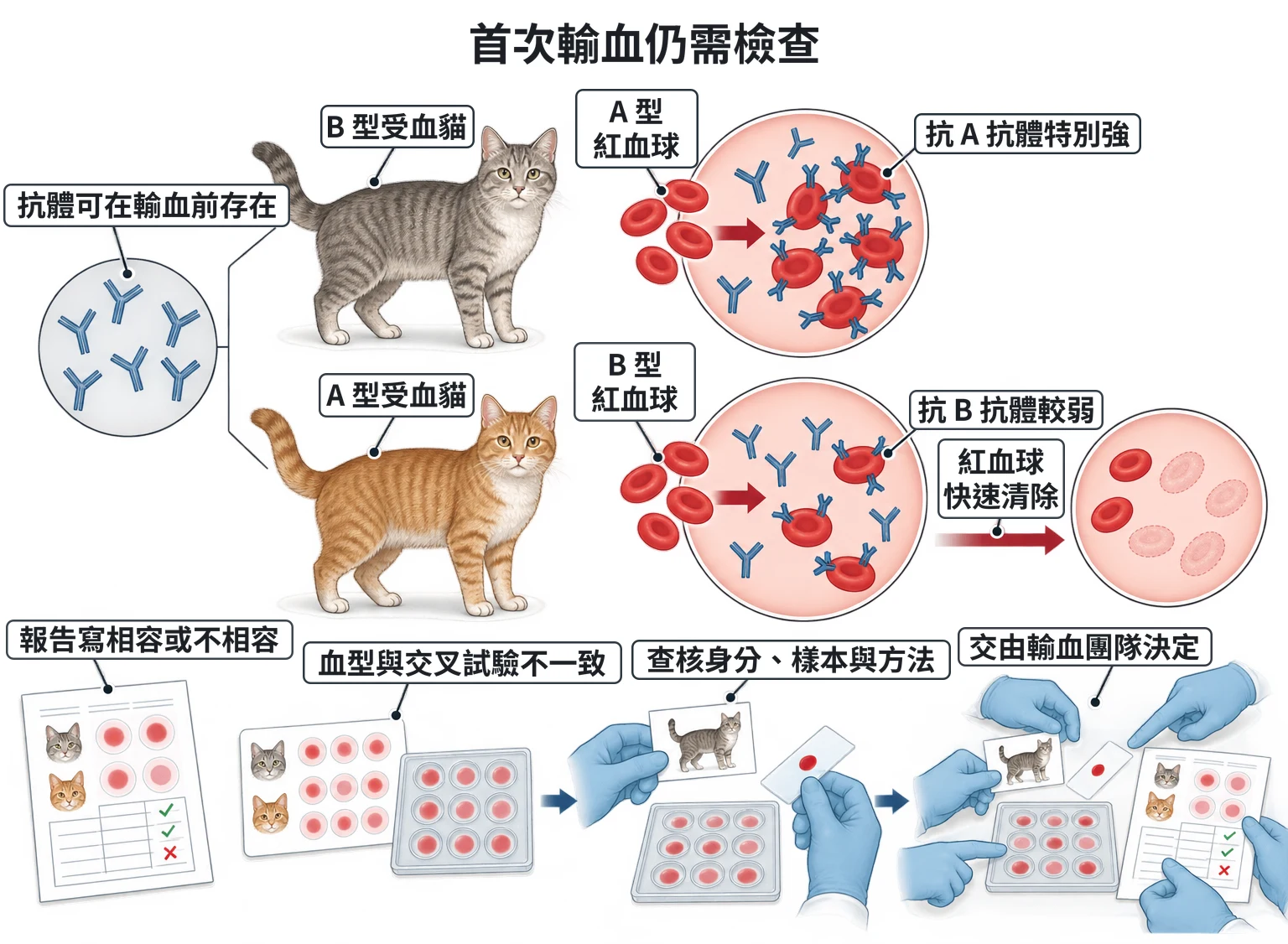 首次輸血仍需檢查教學插圖