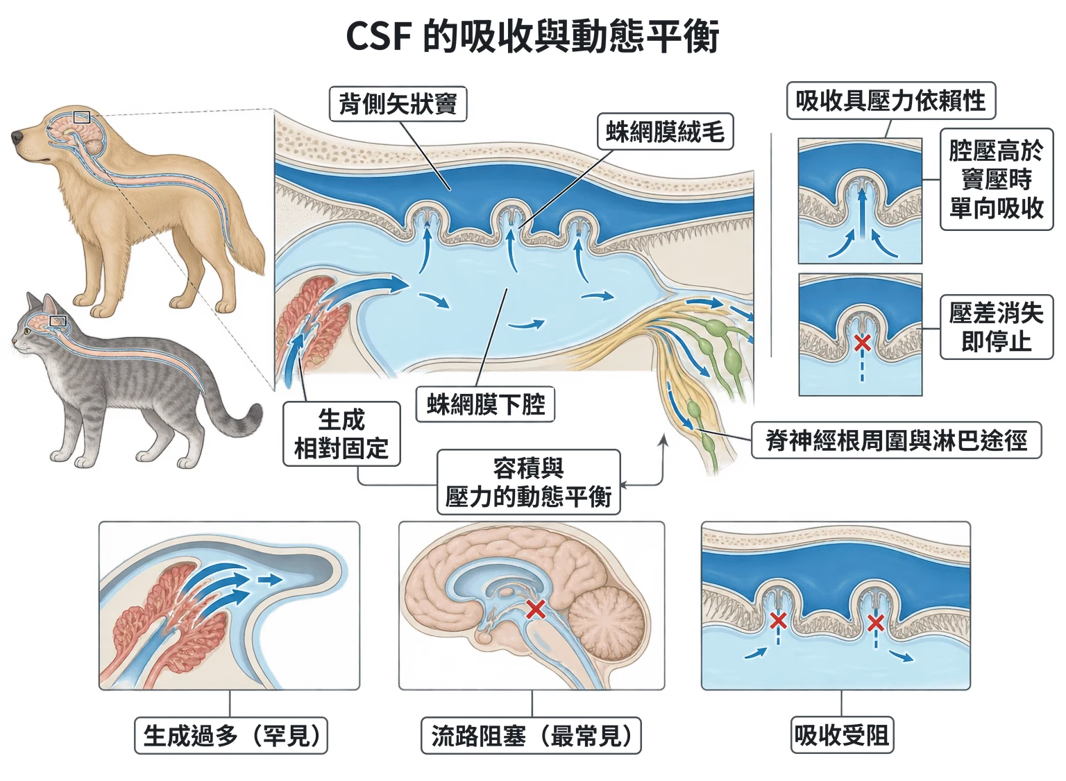 CSF 的吸收與動態平衡教學插圖