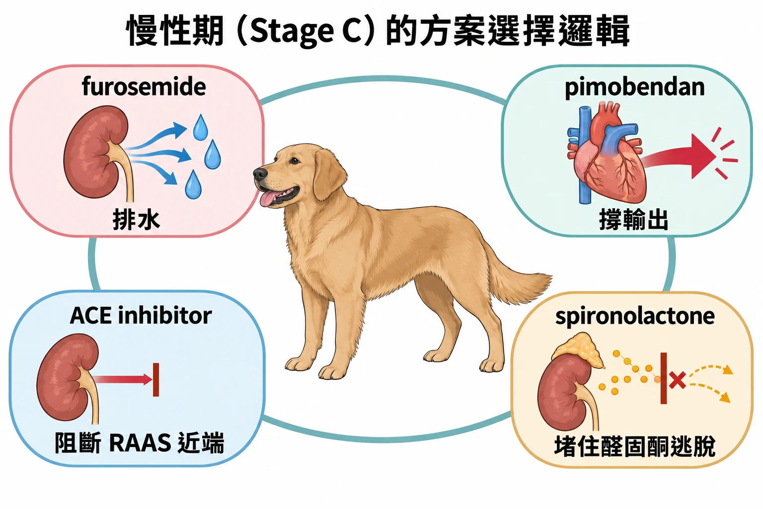 慢性期(Stage C)的方案選擇邏輯教學插圖
