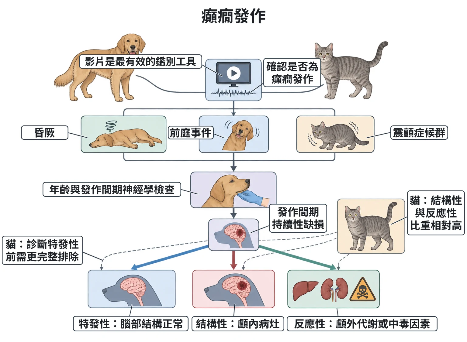 癲癇發作教學插圖