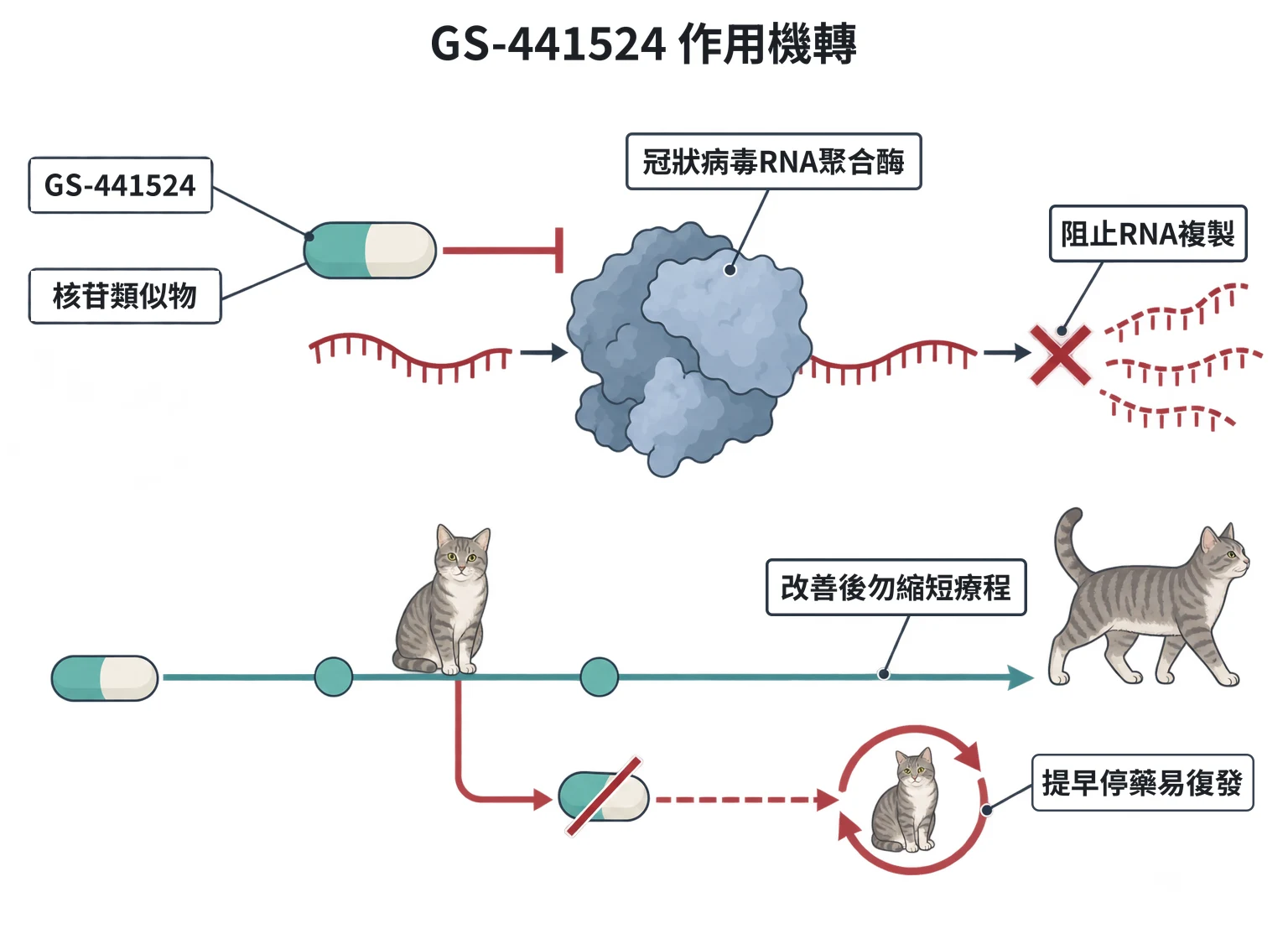 GS-441524 作用機轉教學插圖