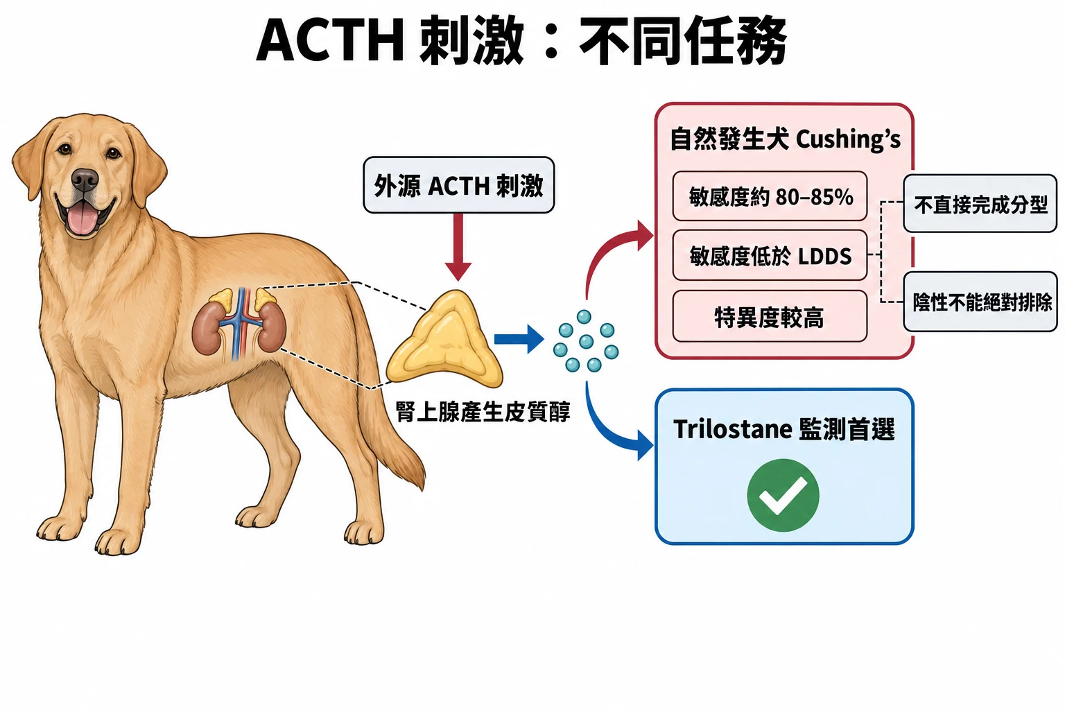 ACTH 刺激:不同任務教學插圖