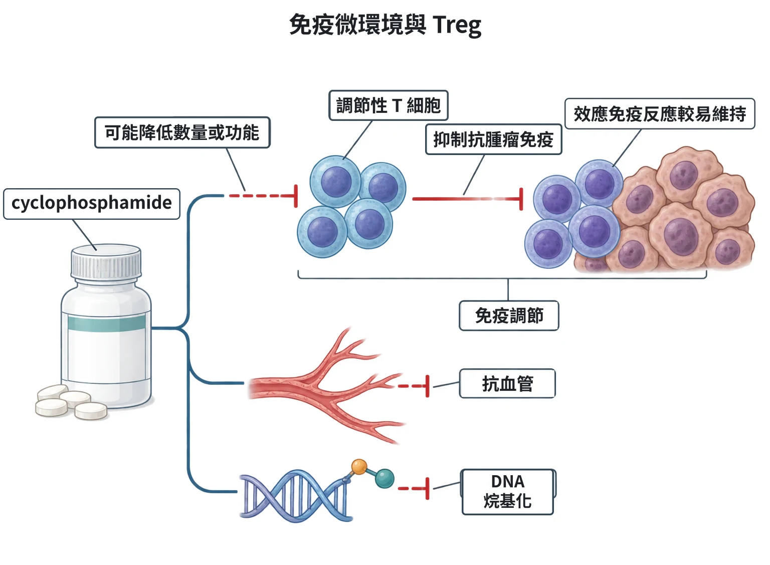 免疫微環境與 Treg教學插圖