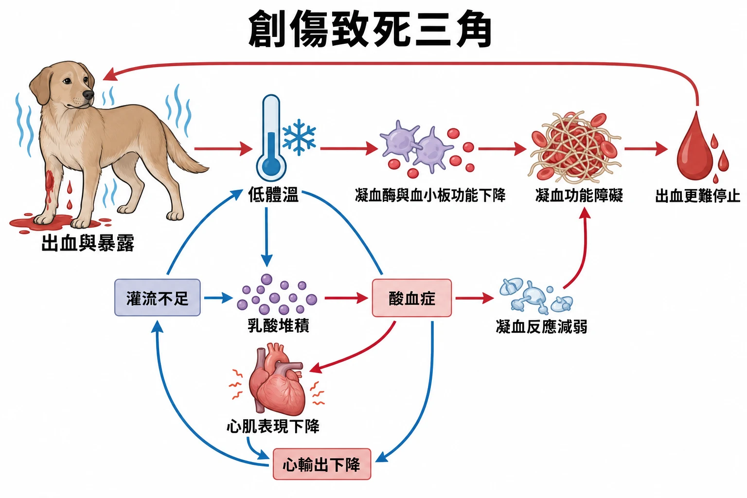 創傷致死三角教學插圖
