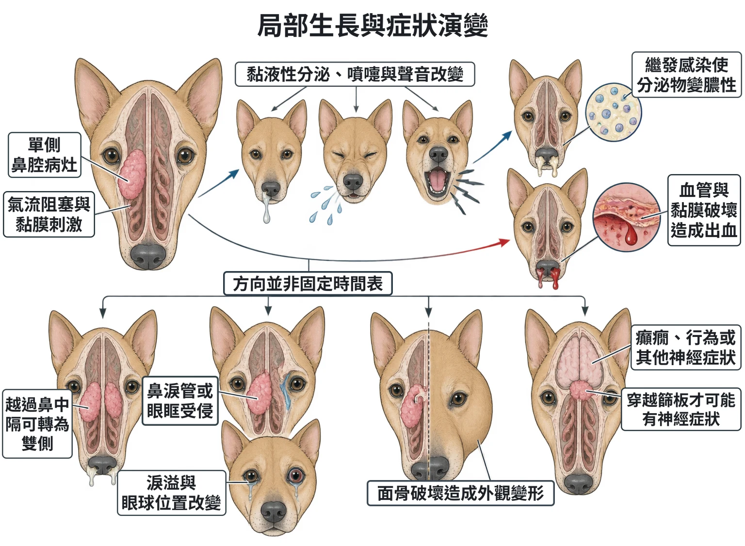 局部生長與症狀演變教學插圖