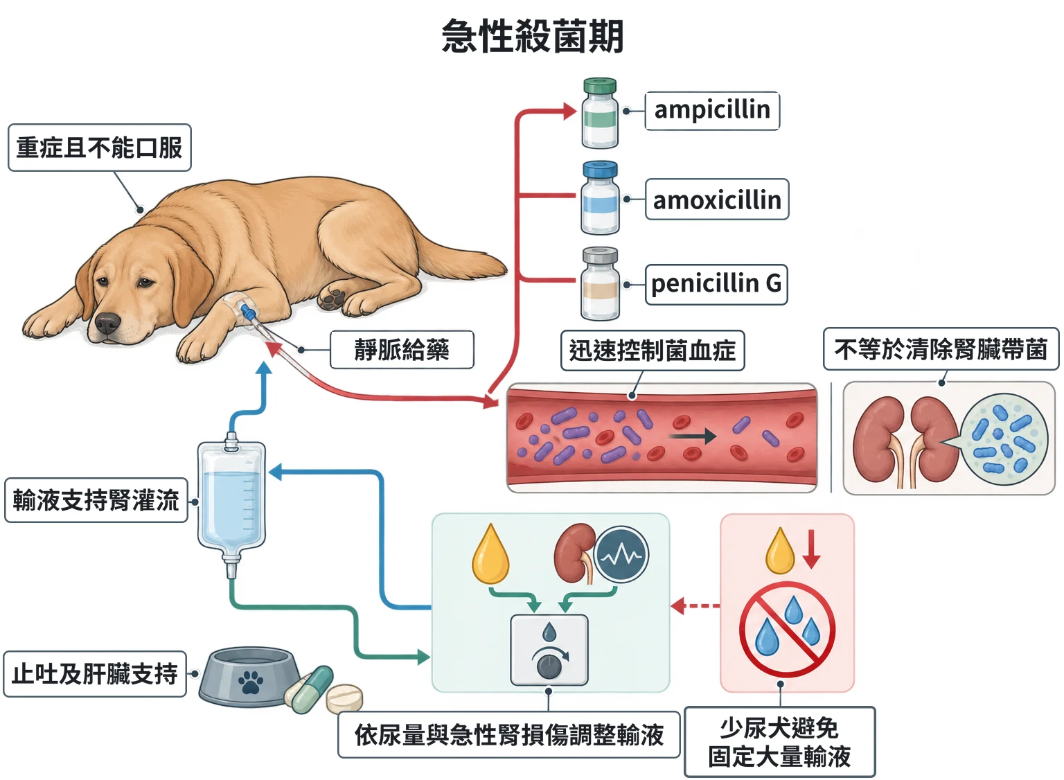 急性殺菌期教學插圖