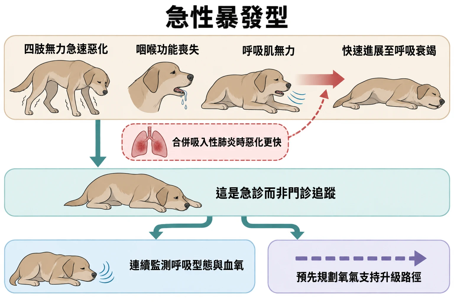 急性暴發型教學插圖