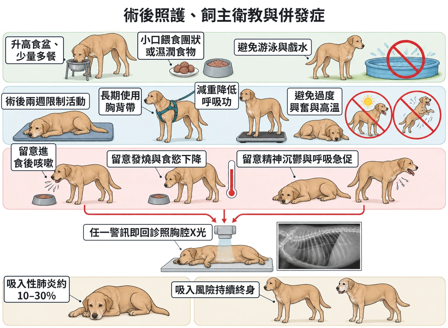 術後照護、飼主衛教與併發症教學插圖
