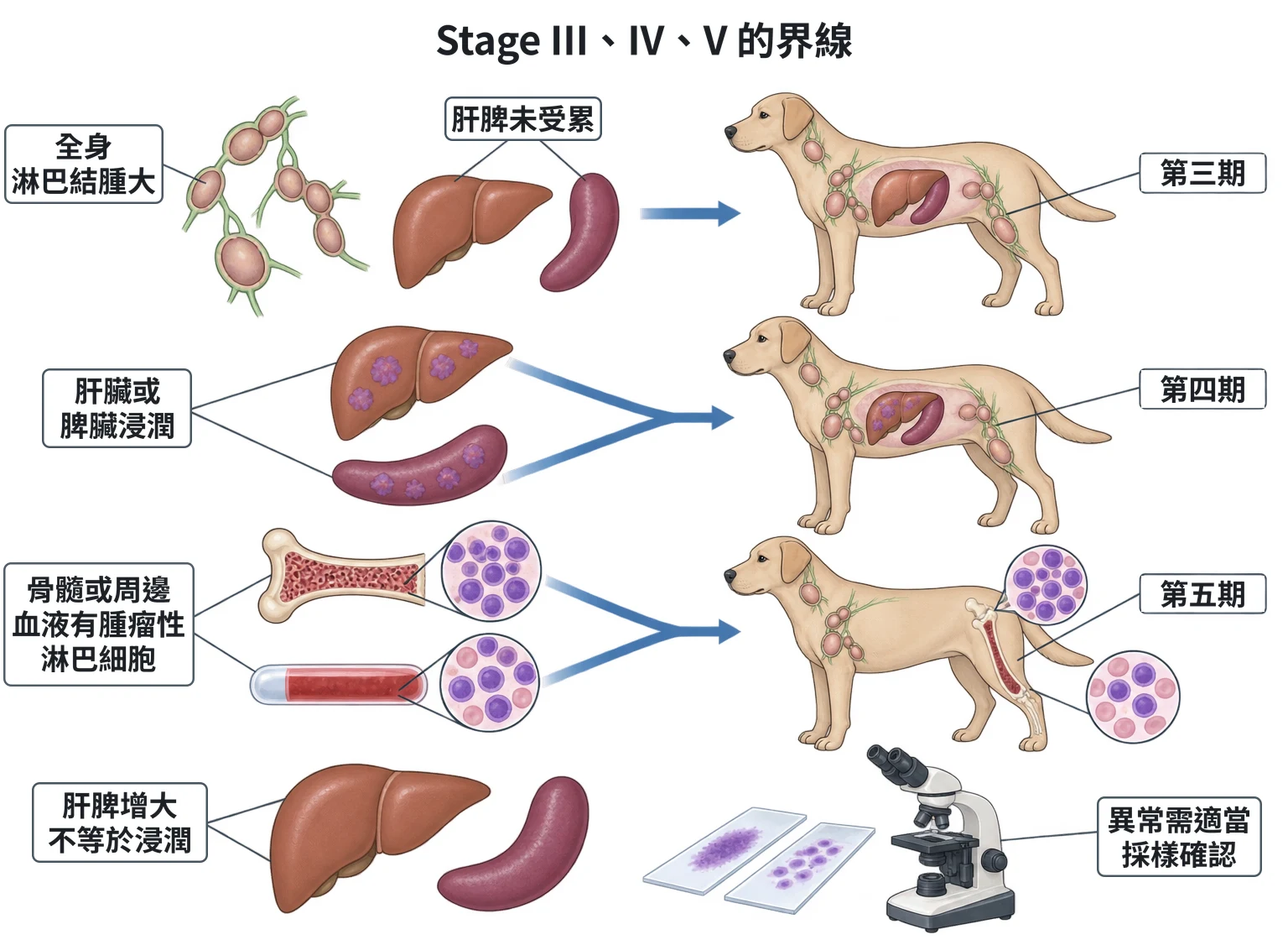 Stage III、IV、V 的界線教學插圖