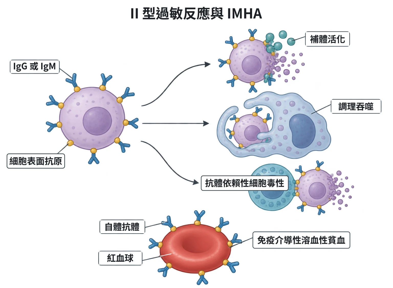 II 型過敏反應與 IMHA教學插圖
