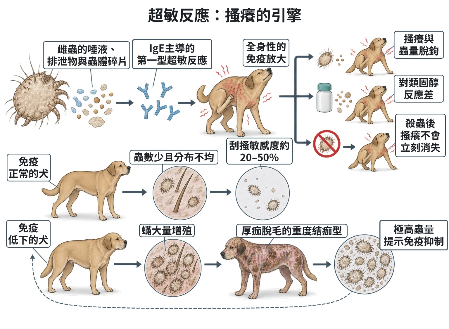 超敏反應:搔癢的引擎教學插圖