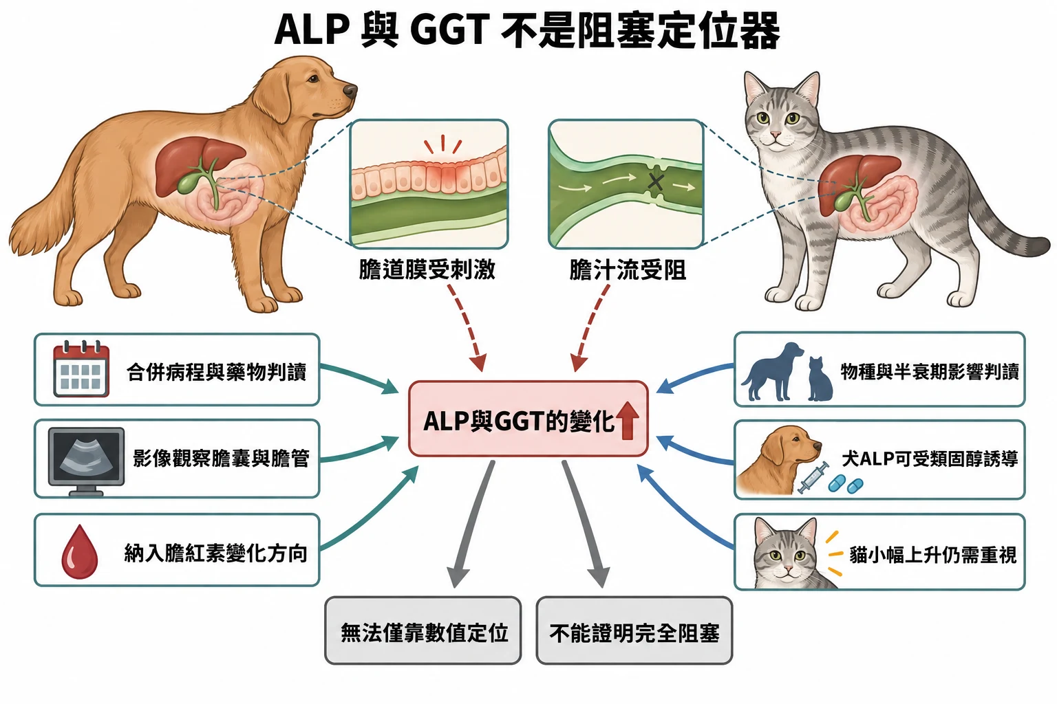 ALP 與 GGT 不是阻塞定位器教學插圖