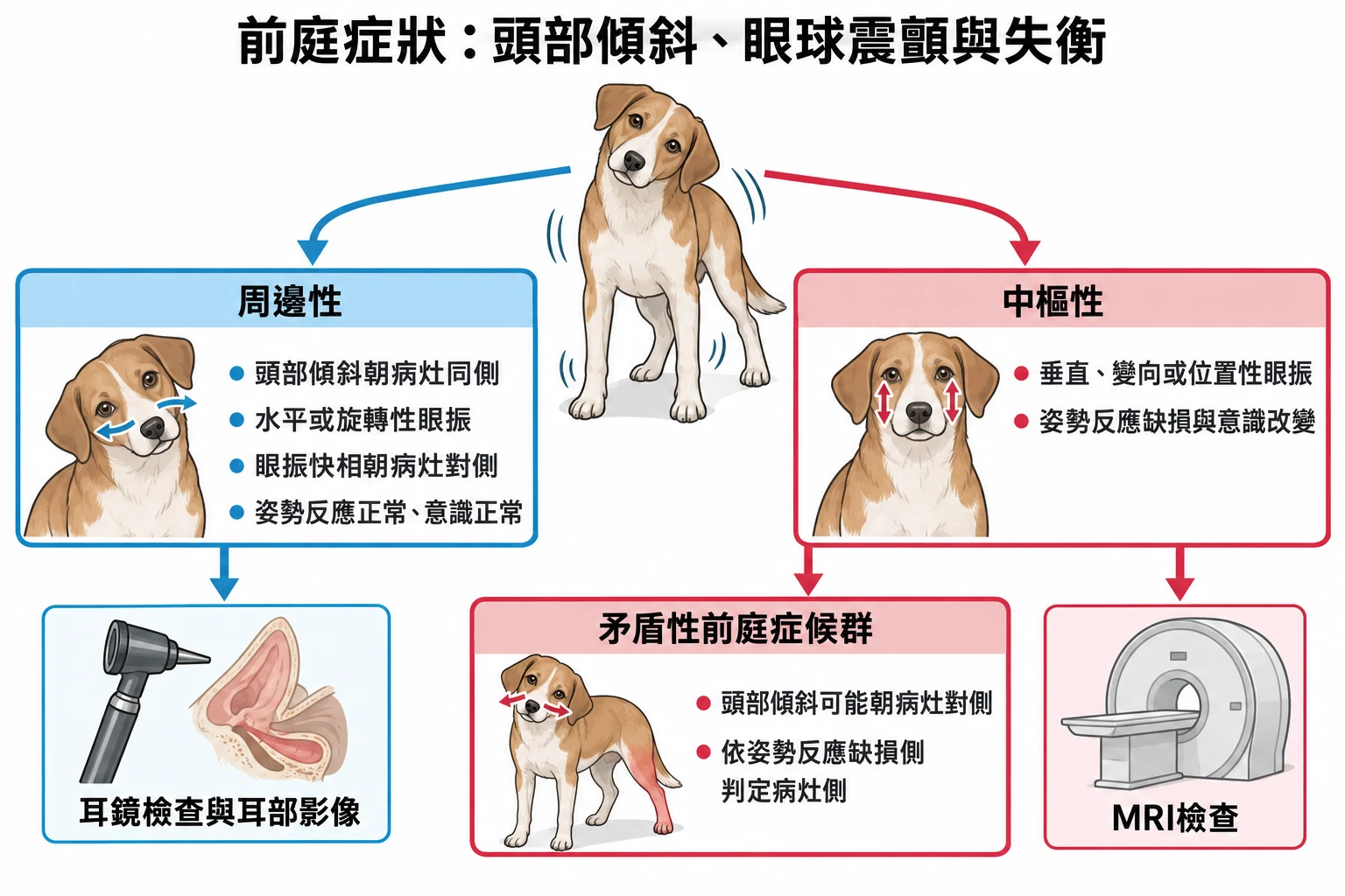 前庭症狀:頭部傾斜、眼球震顫與失衡教學插圖