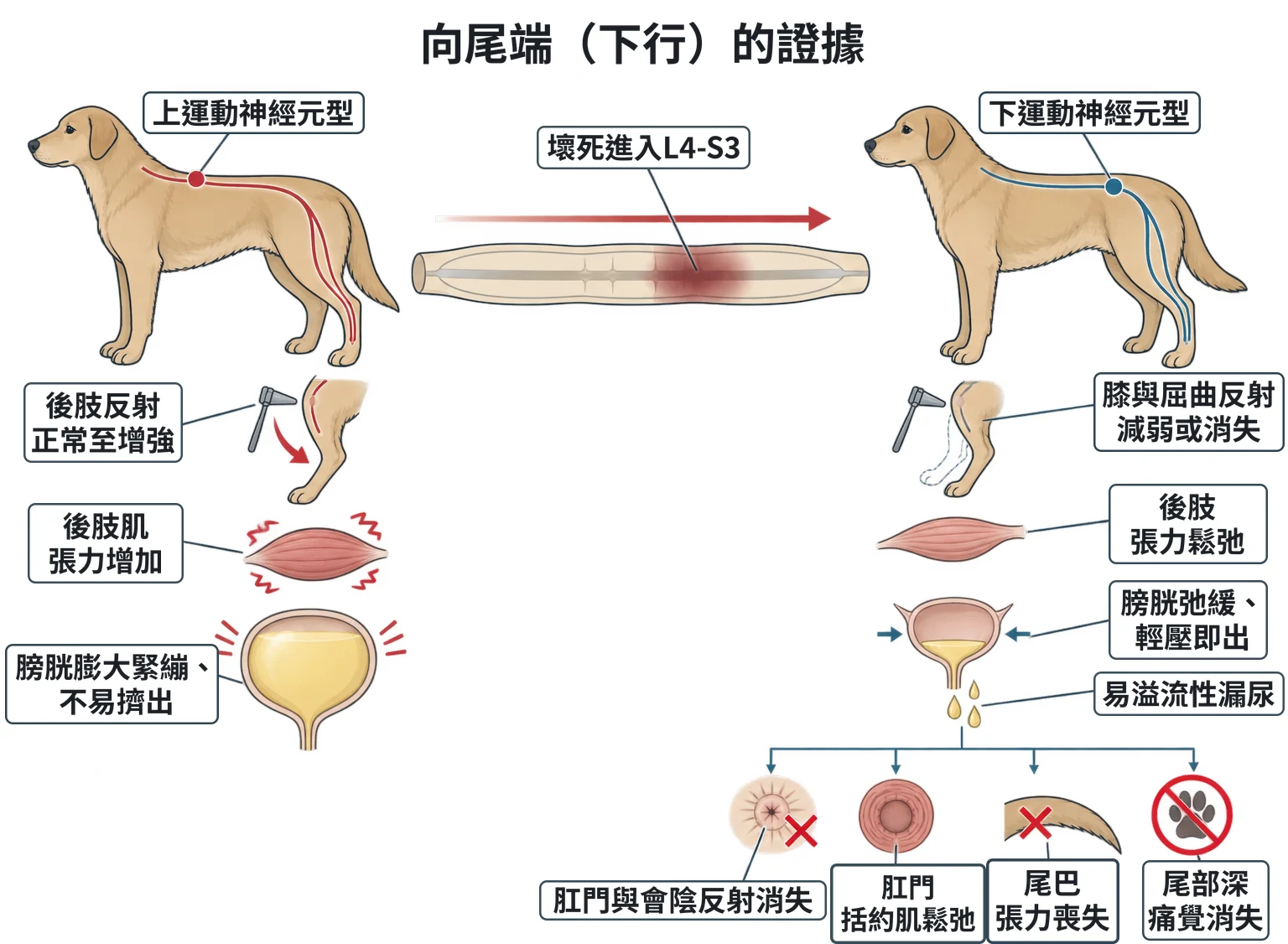 向尾端(下行)的證據教學插圖