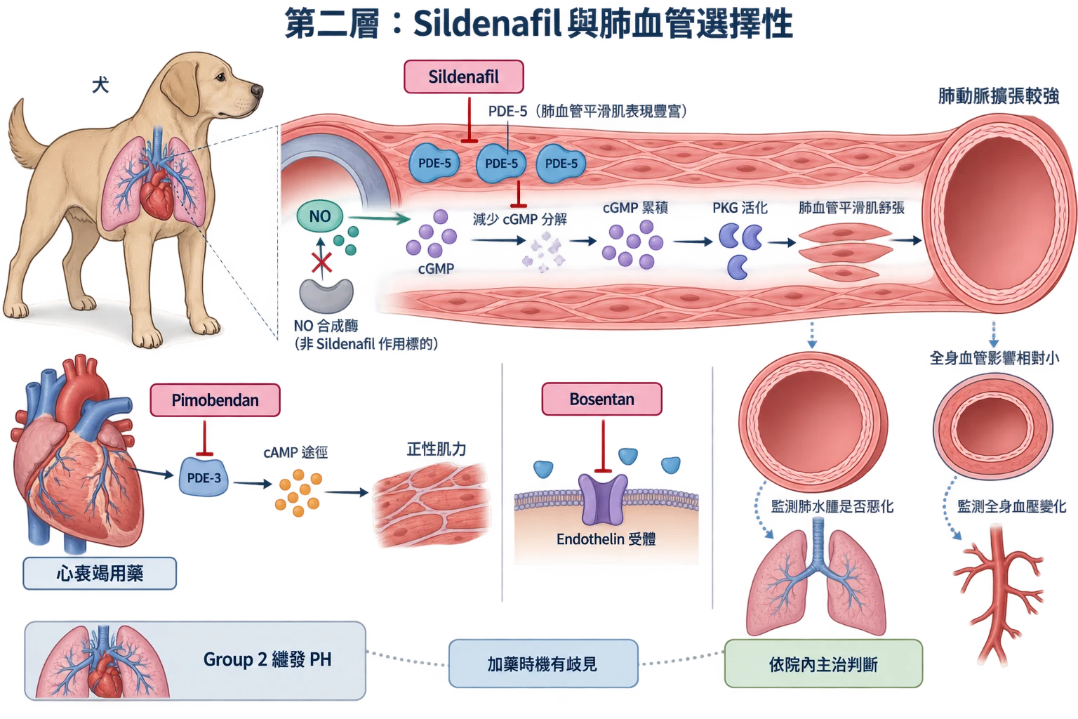 第二層:Sildenafil 與肺血管選擇性教學插圖