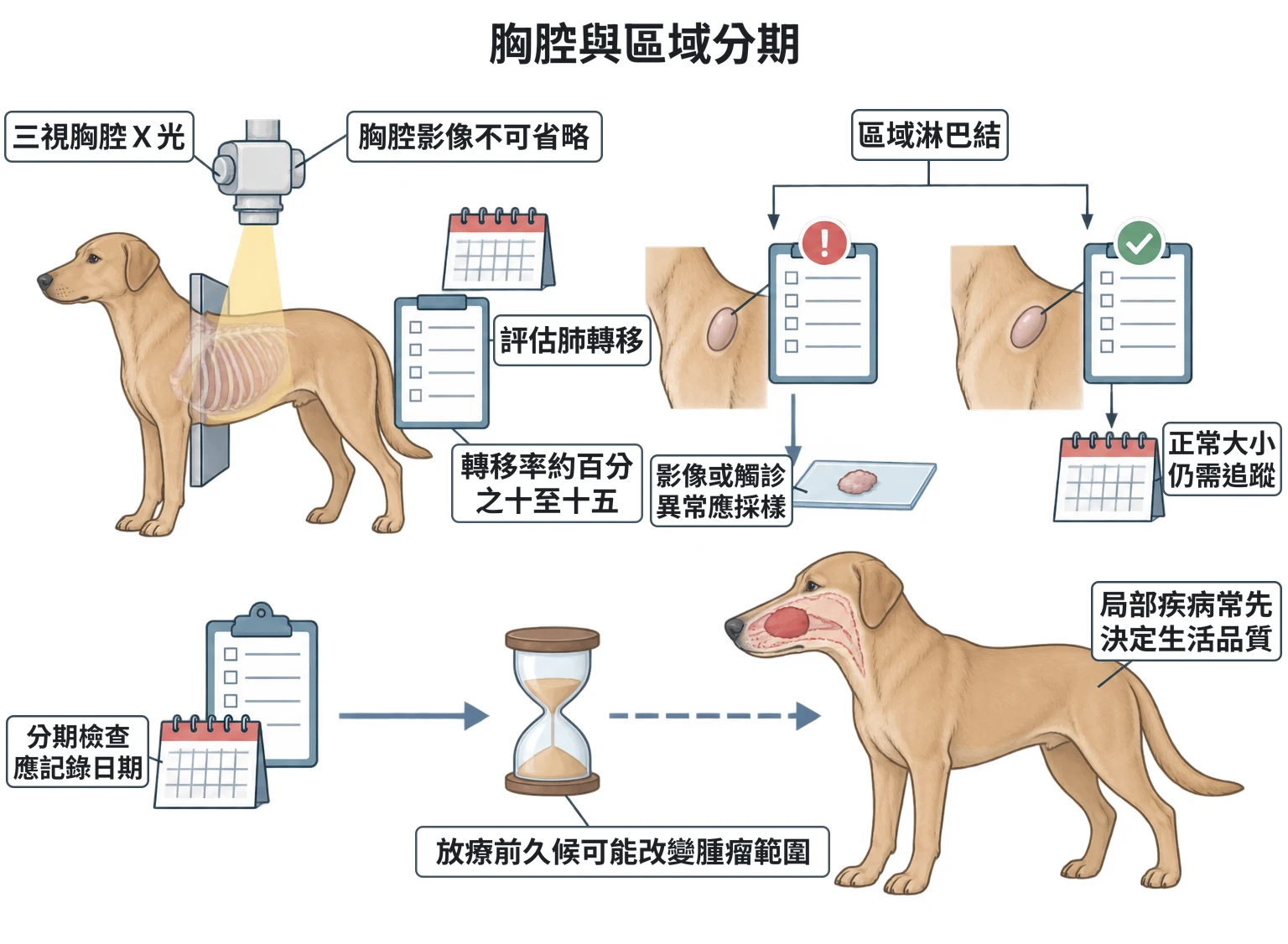 胸腔與區域分期教學插圖