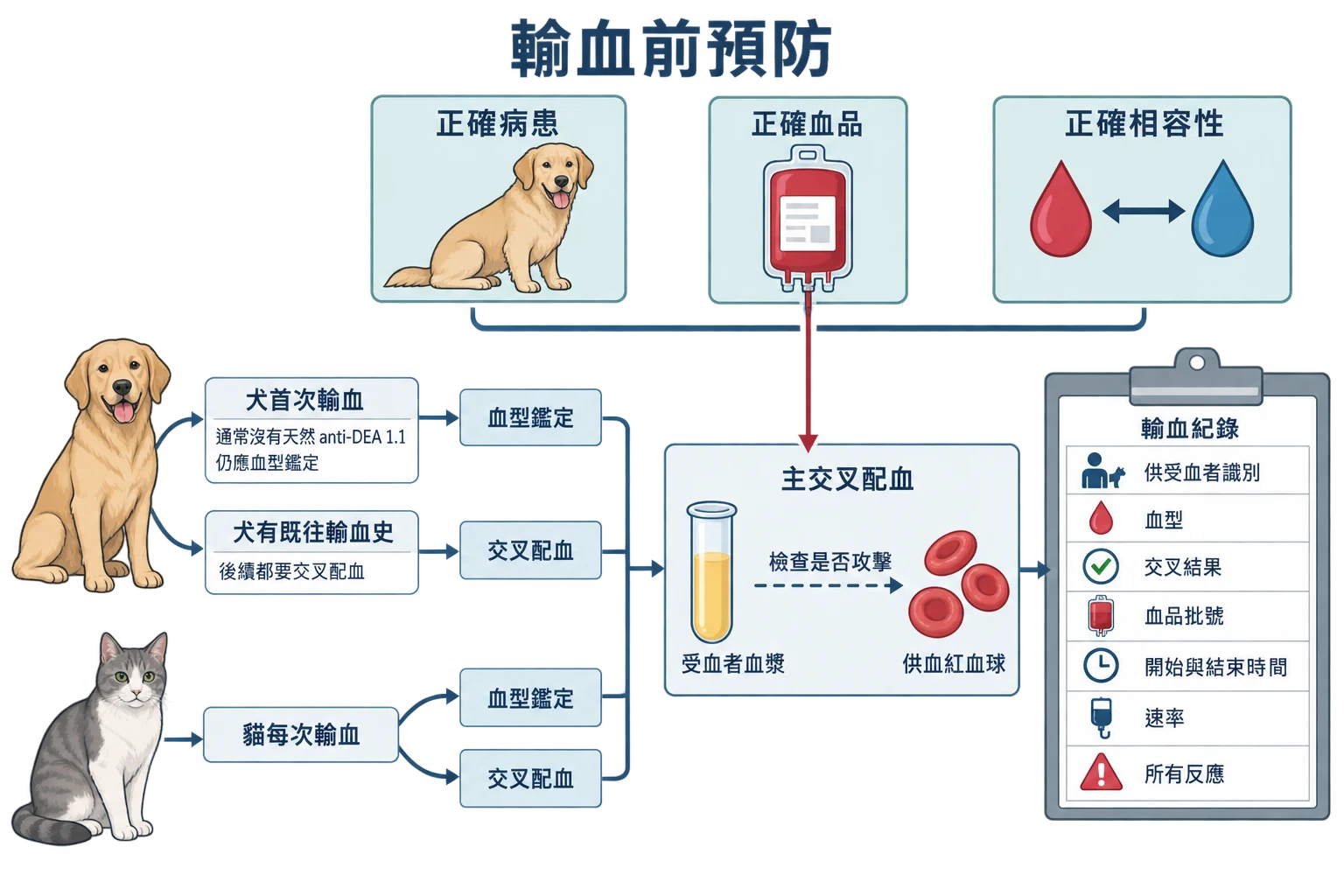 輸血前預防教學插圖