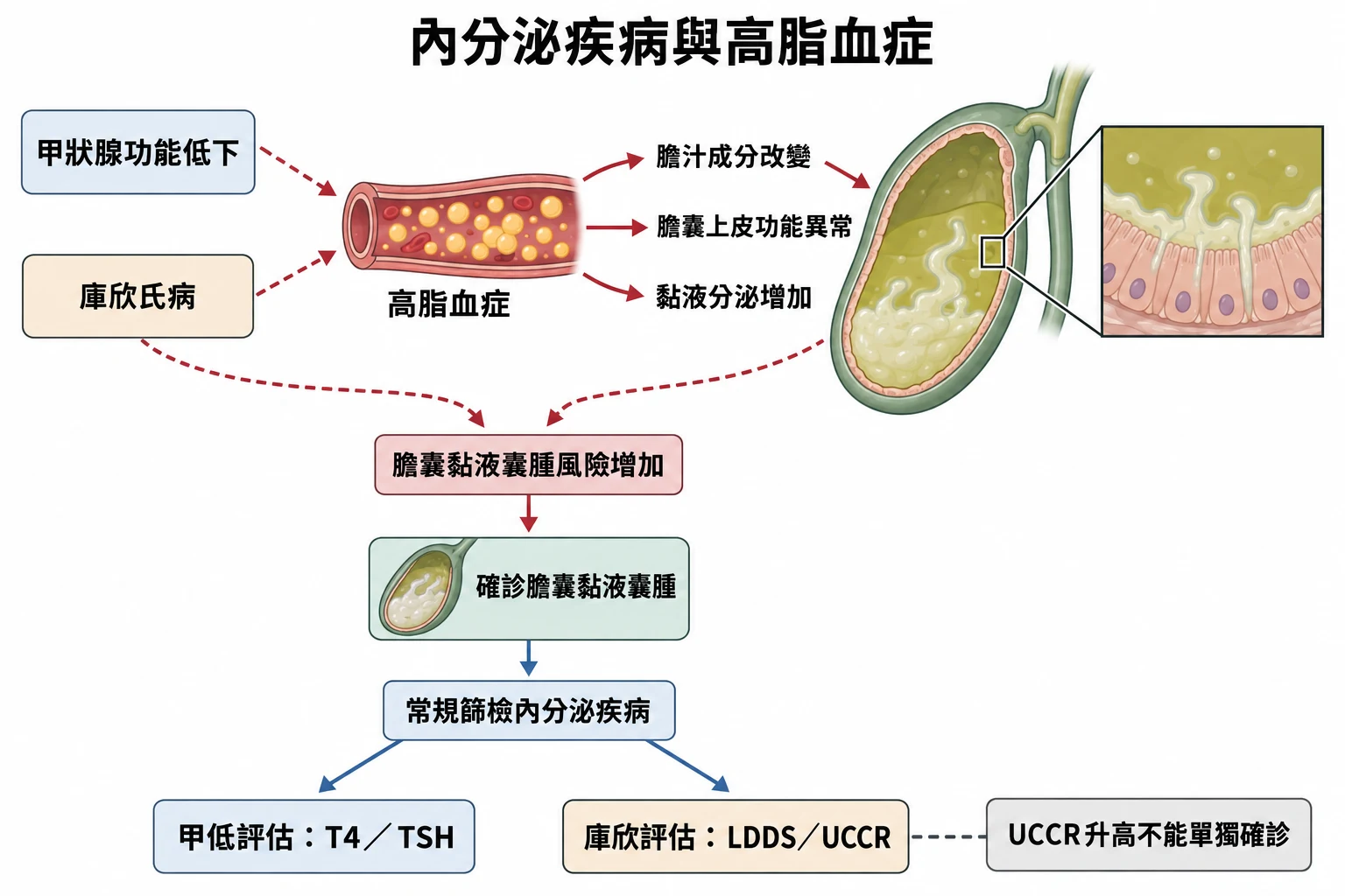 內分泌疾病與高脂血症教學插圖