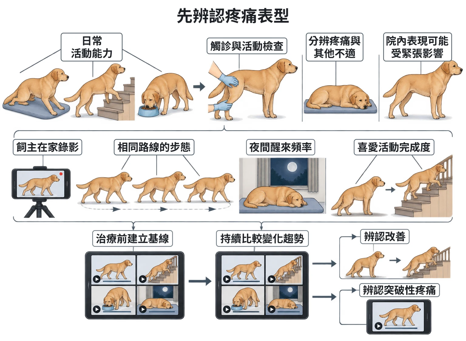 先辨認疼痛表型教學插圖