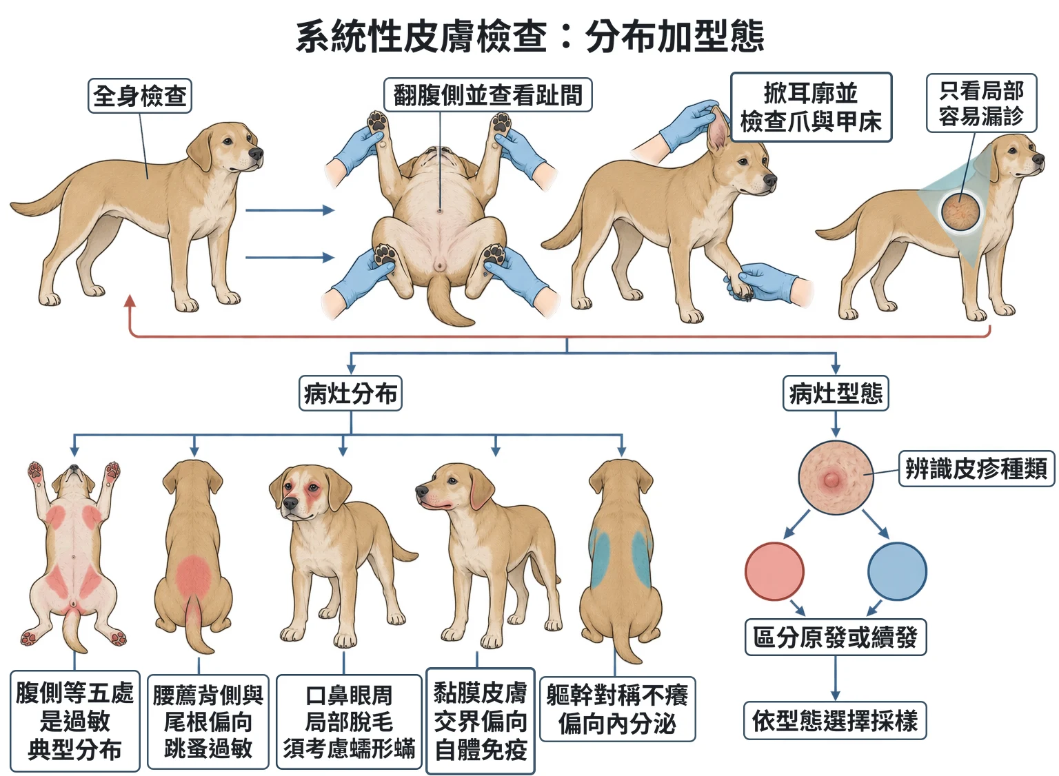 系統性皮膚檢查:分布加型態教學插圖