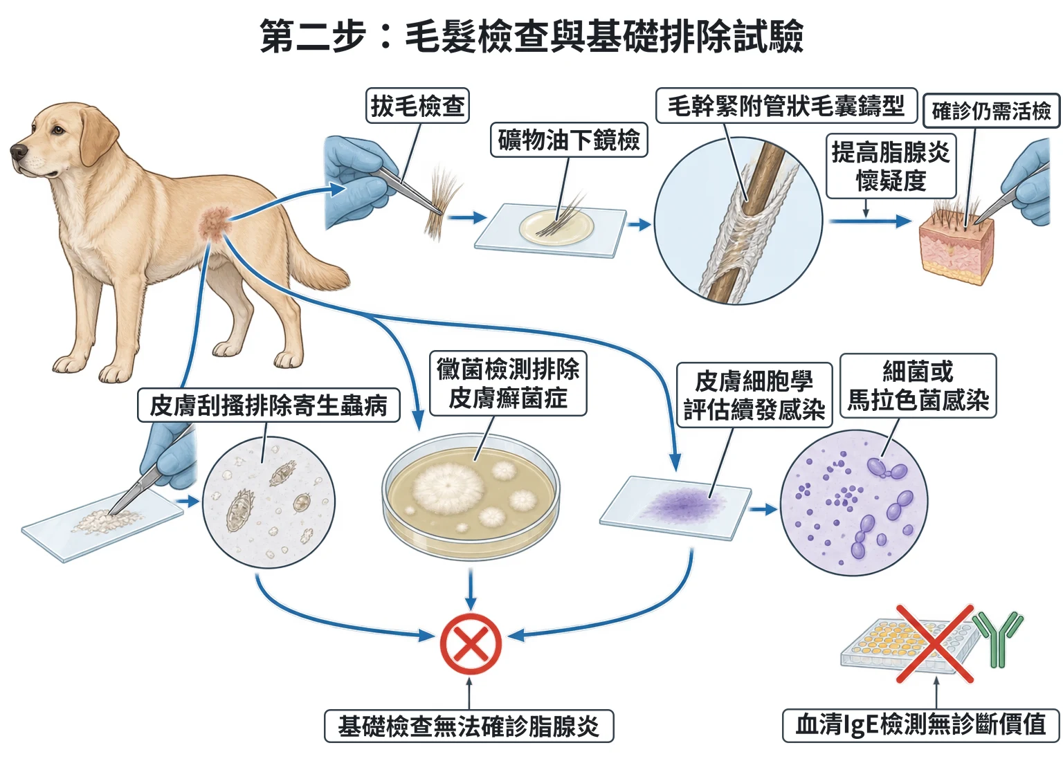 第二步:毛髮檢查與基礎排除試驗教學插圖
