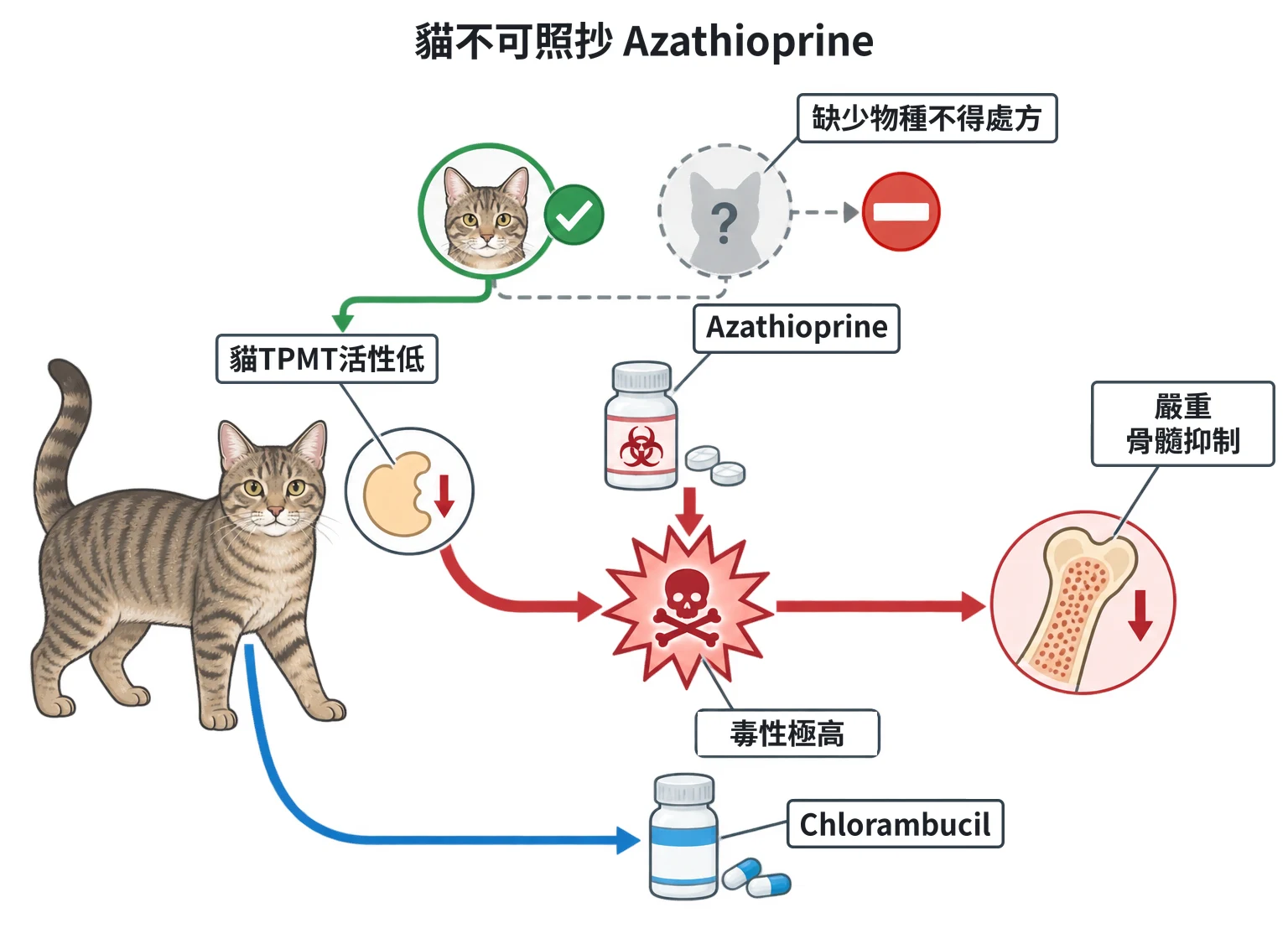貓不可照抄 Azathioprine教學插圖