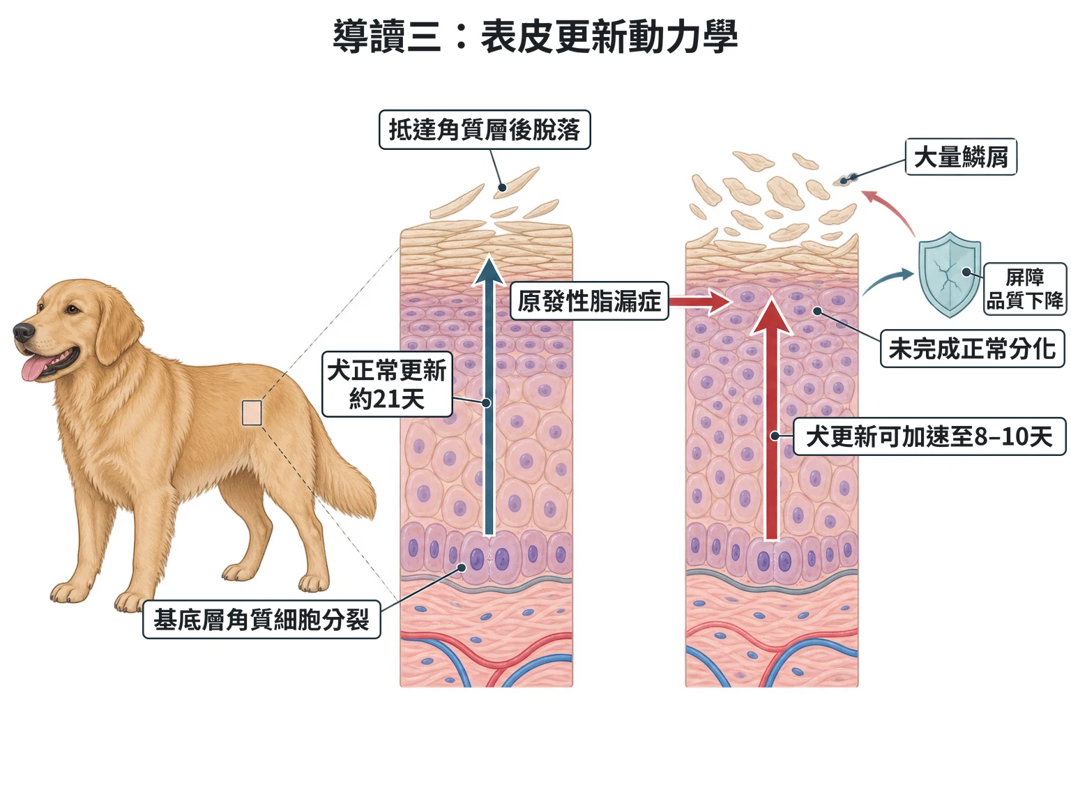 導讀三:表皮更新動力學教學插圖