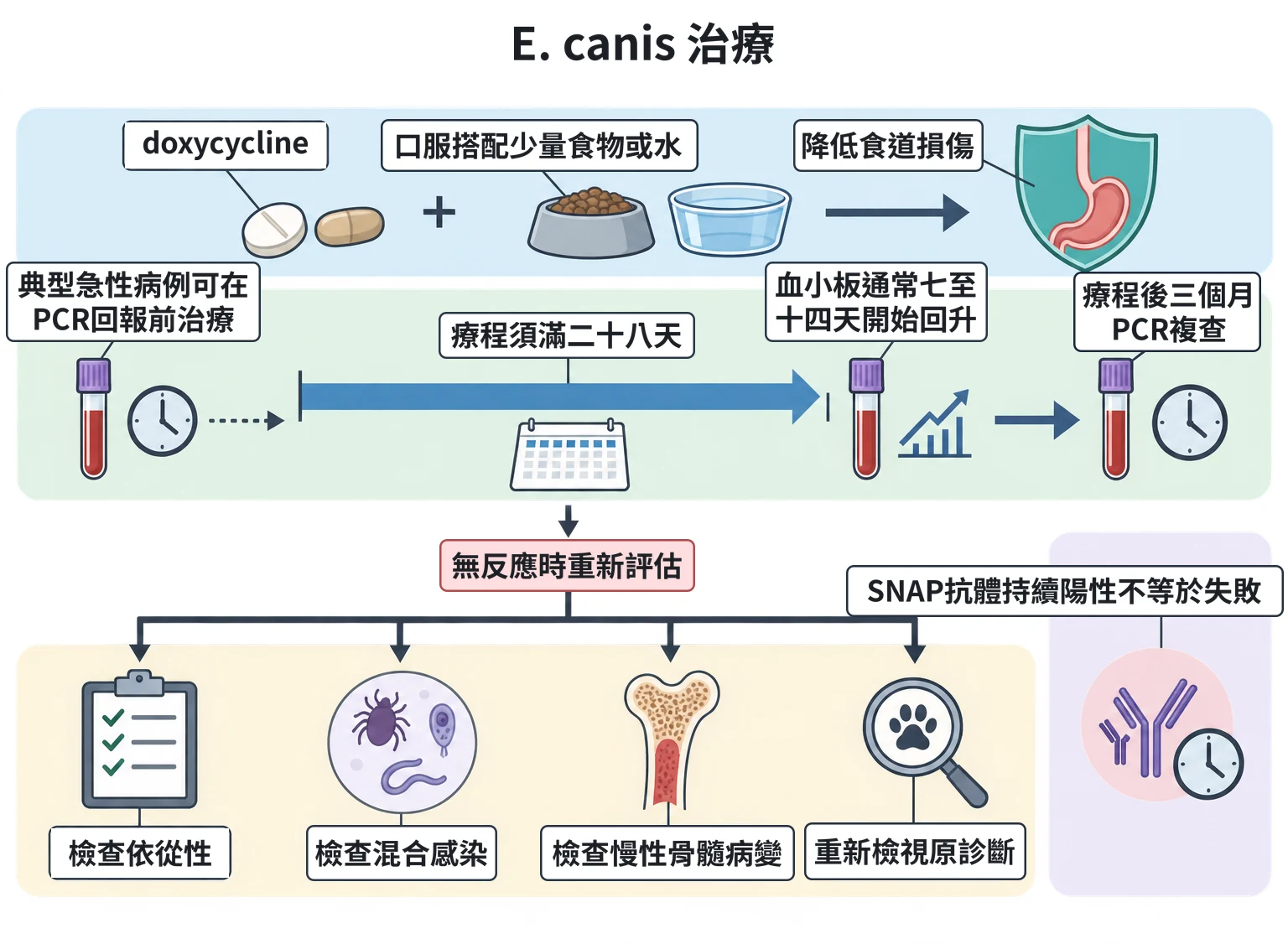 E. canis 治療教學插圖