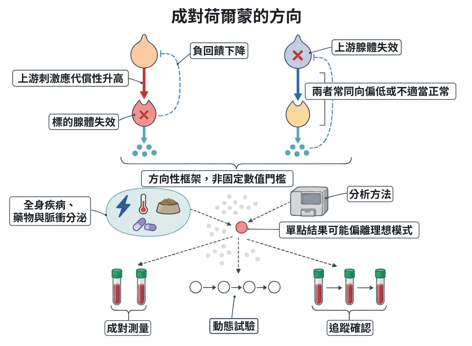 成對荷爾蒙的方向教學插圖