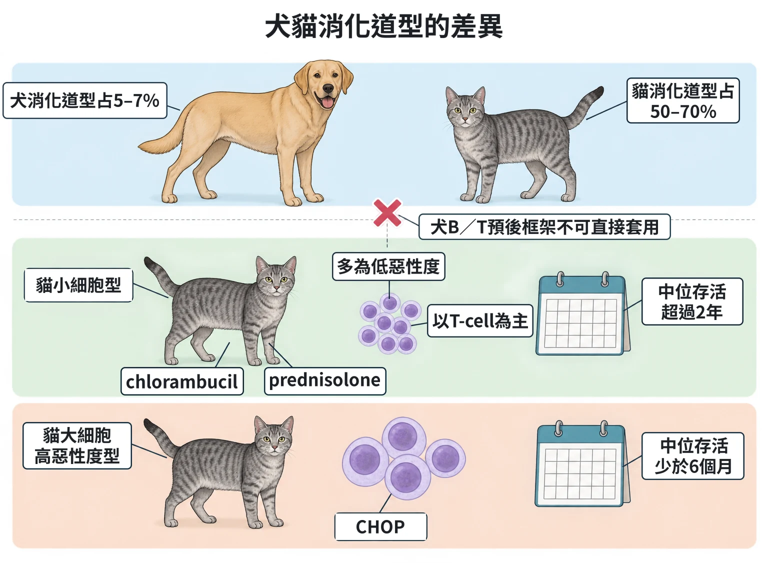 犬貓消化道型的差異教學插圖