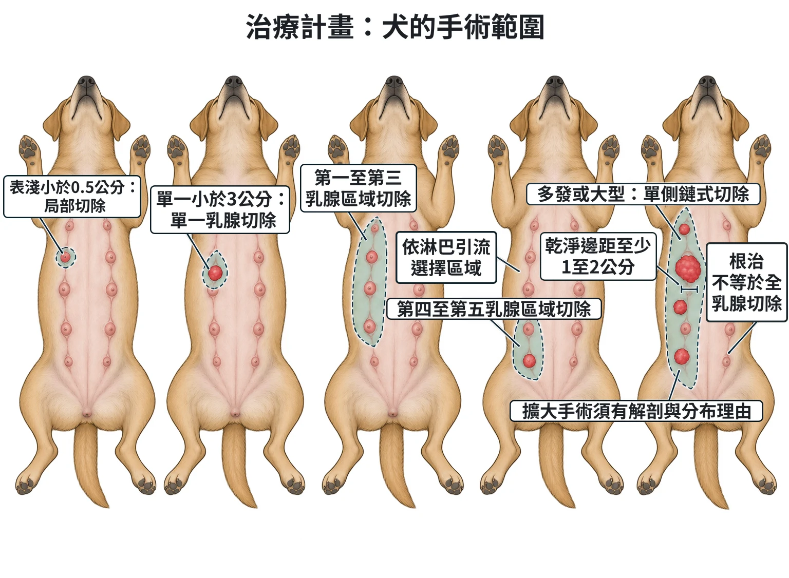 治療計畫:犬的手術範圍教學插圖