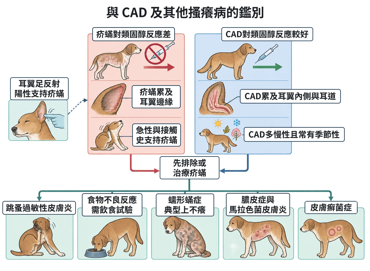 與 CAD 及其他搔癢病的鑑別教學插圖
