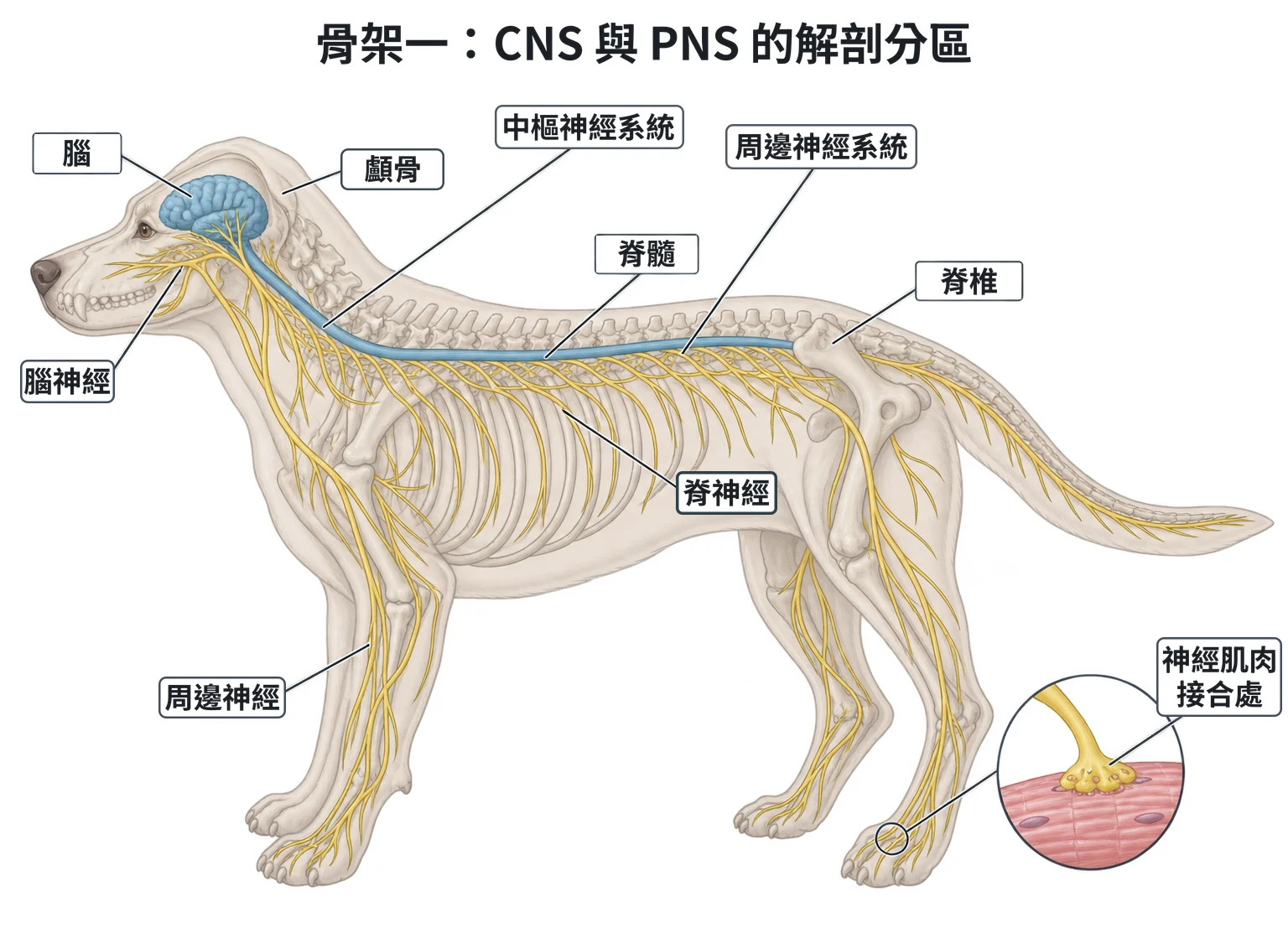 骨架一:CNS 與 PNS 的解剖分區教學插圖