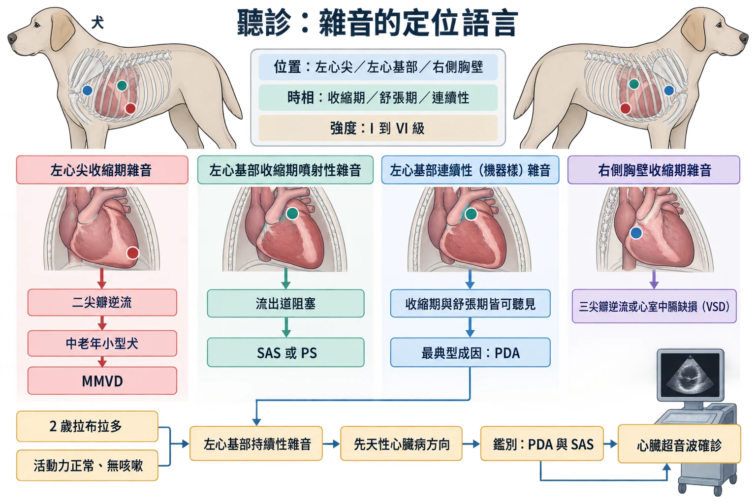 聽診:雜音的定位語言教學插圖