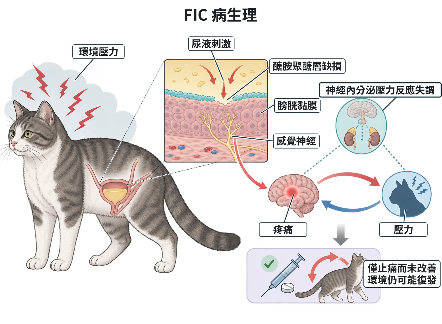 FIC 病生理教學插圖
