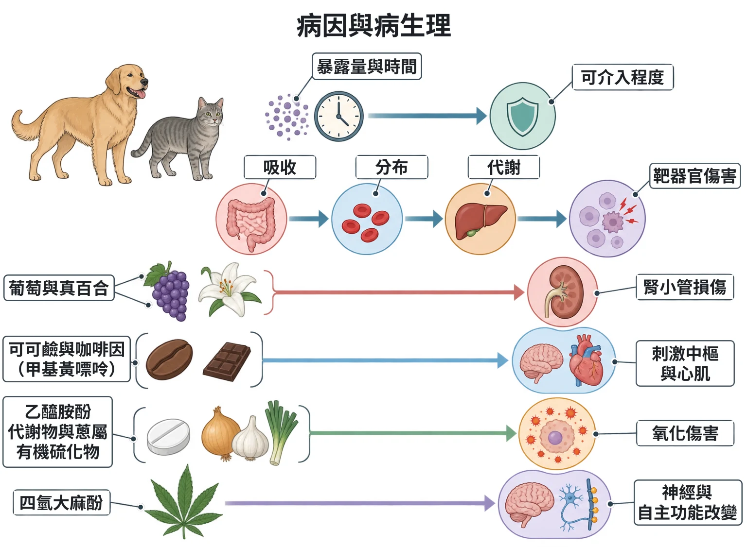 病因與病生理教學插圖