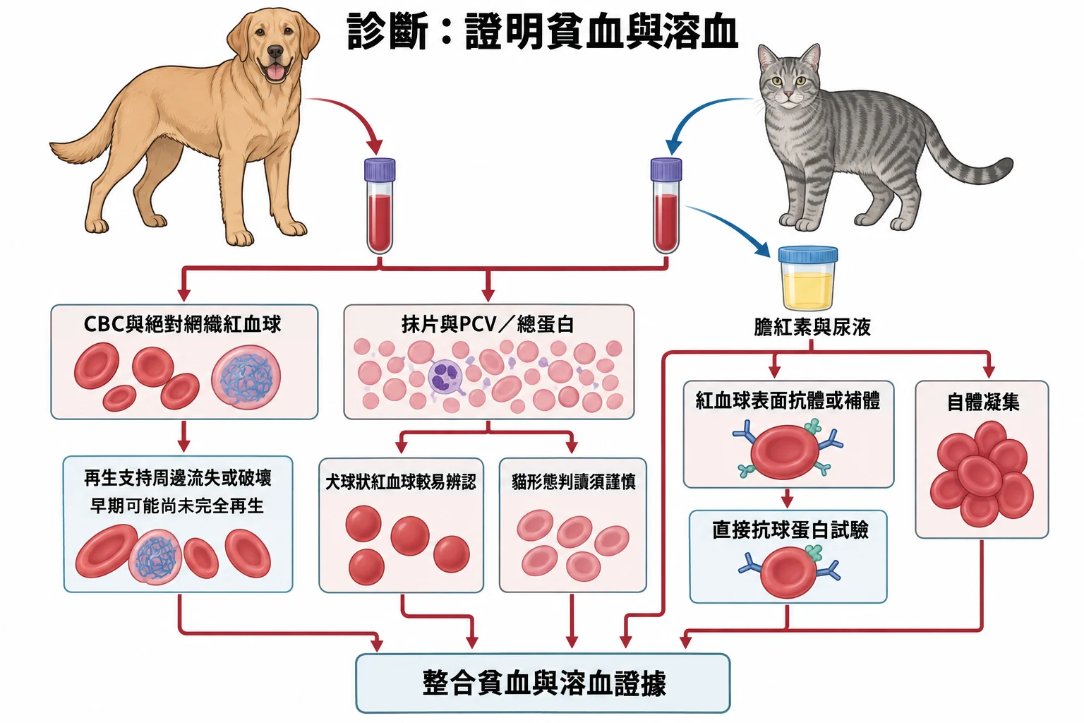 診斷:證明貧血與溶血教學插圖