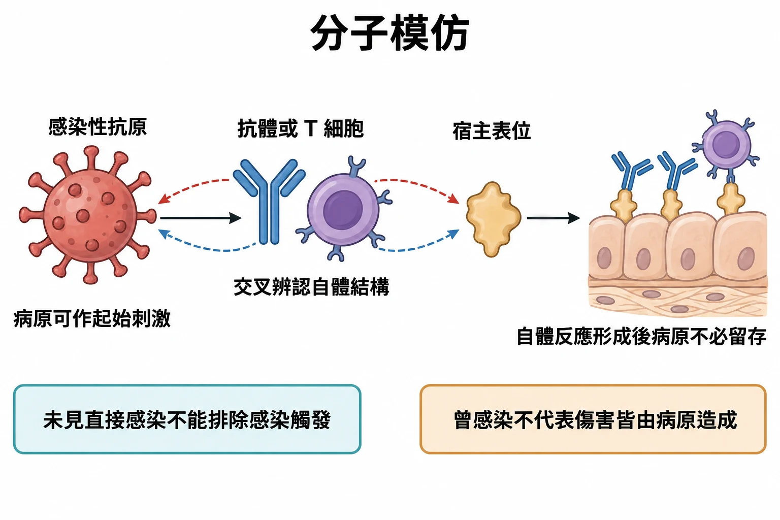 分子模仿教學插圖