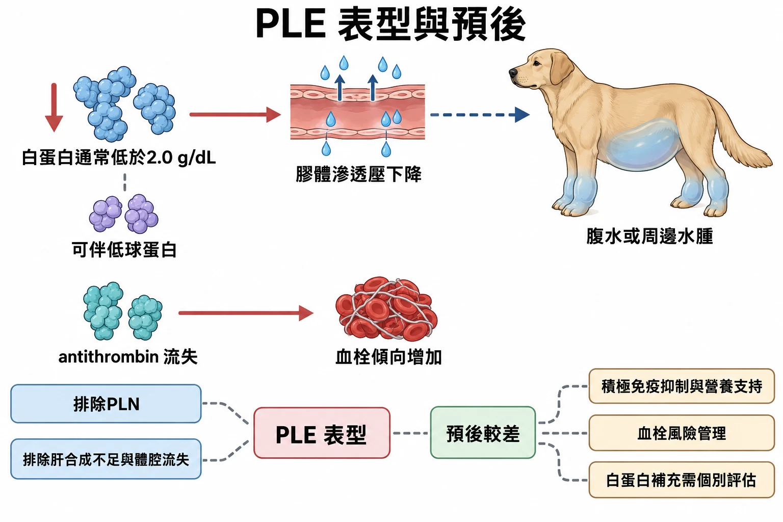 PLE 表型與預後教學插圖