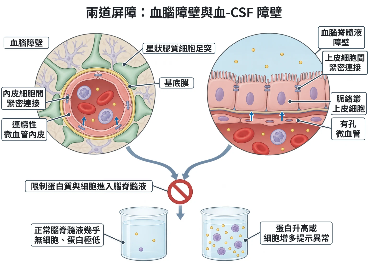 兩道屏障:血腦障壁與血-CSF 障壁教學插圖