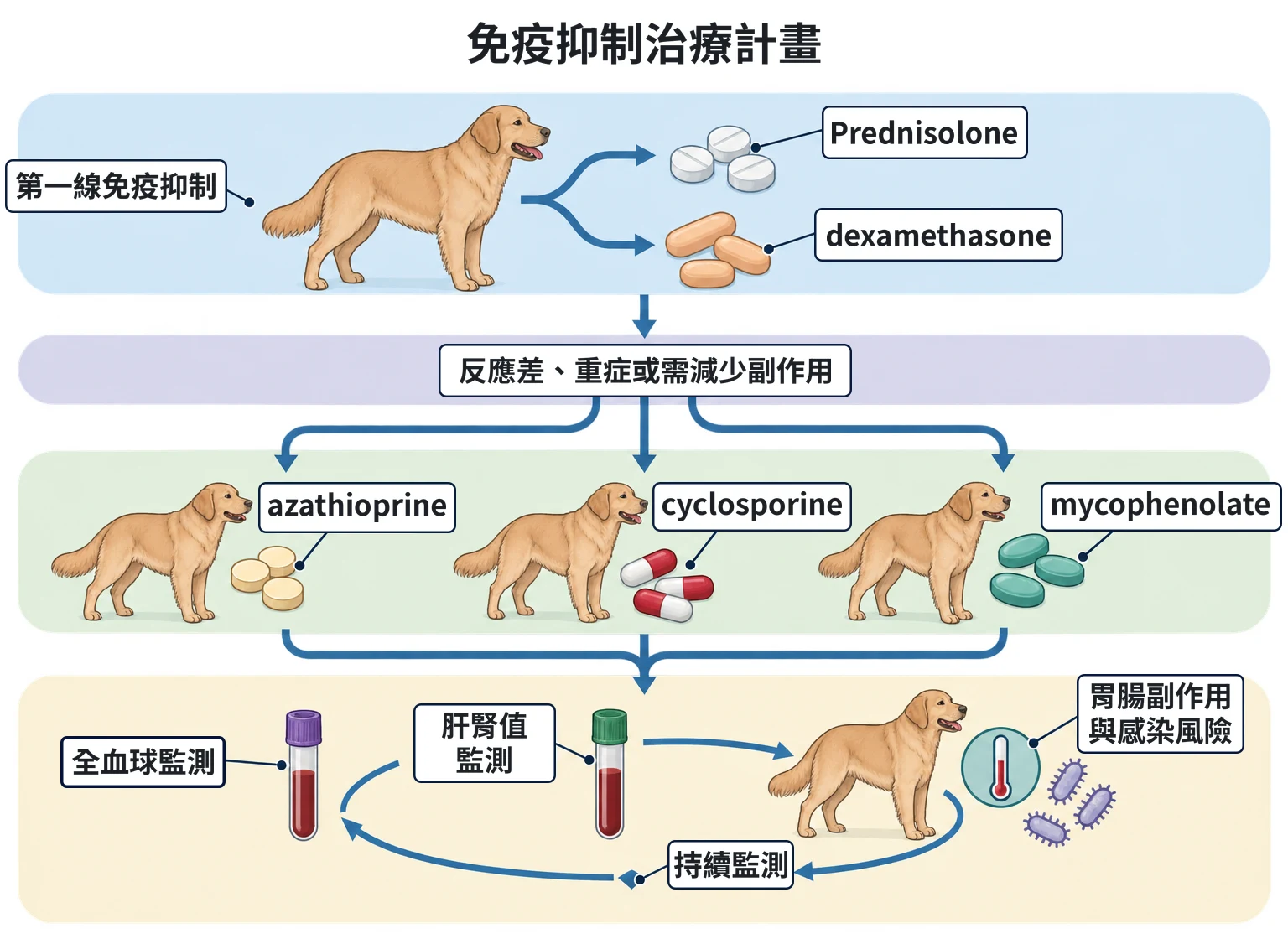 免疫抑制治療計畫教學插圖