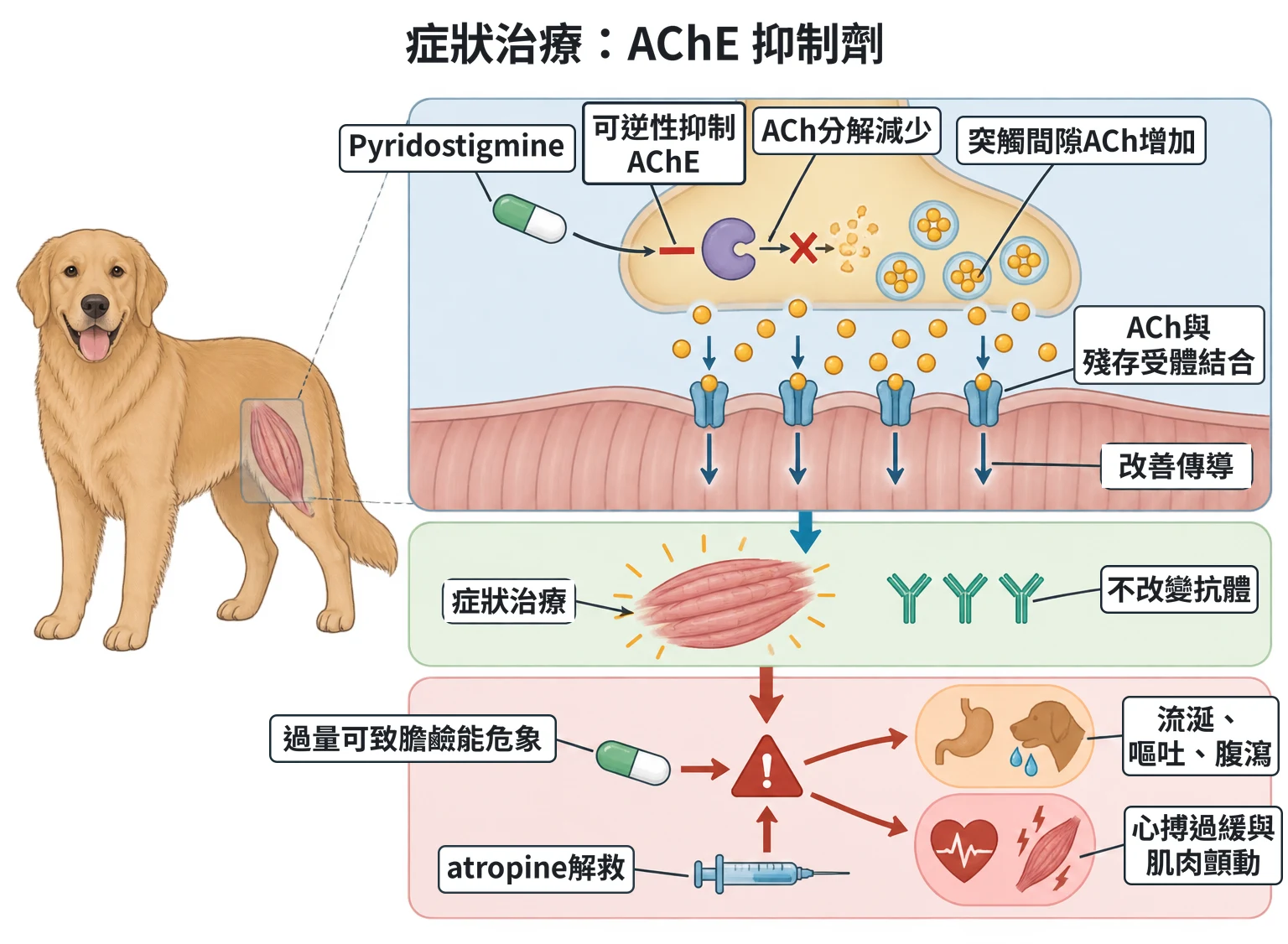 症狀治療:AChE 抑制劑教學插圖